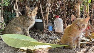 流浪小猫生病了，站在树林里哭泣，猫妈妈在旁边向人求助