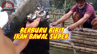 Berburu ikan bawal super || di daerah Ngrajek, Mungkid kab. Magelang