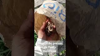 Semences paysannes bio graines de fleurs mellifères. Le soleil permet de sécher les graines.