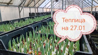 Выгонка 30 тысяч тюльпанов. Теплица Юрия Павловича🧅🌷💐