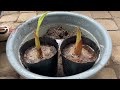 how to propagate banana trees from fruit and banana pups.