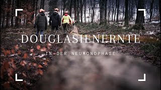 Douglasienernte bei abnehmendem Mond