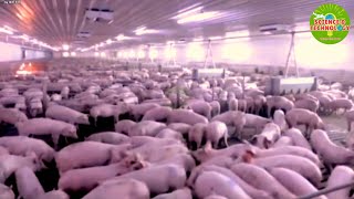Amazing China’s 26-storey pig skyscraper, the biggest single-building pig farm in the world, 2023