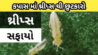 કપાસમાં થ્રીપ્સ ની દવા | કપાસમાં મેળવો થ્રિપ્સ થી છુટકારો | Thrips Control Insecticide In Cotton