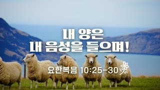 내 양은 내 음성을 들으며~! #요10:25-30