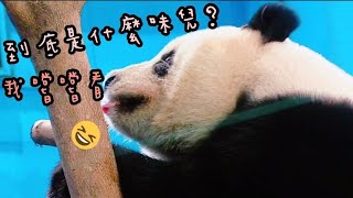 圓仔姐姐靠在門邊耐心等點心，模樣好可愛|熊貓貓熊The Giant Panda Yuan Yuan and Yuan Bao|台北市立動物園