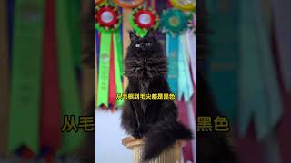 探访山东赛级缅因猫舍（一）