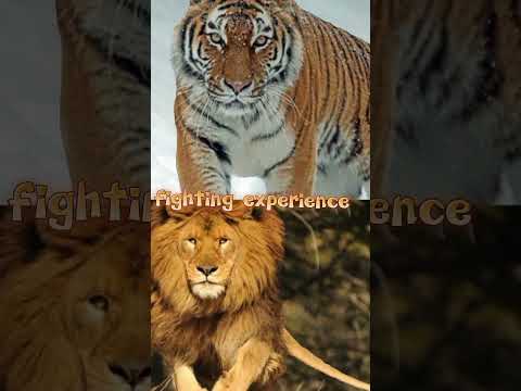 Siberian Tiger Vs Barbary Lion Who Is Strongest - YouTube