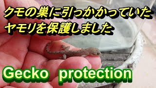 【Gecko】赤ちゃんヤモリ保護しました＃ニホンヤモリ＃ヨーロッパイエコオロギ#Cricket＃Geckofeeding＃Geckomeal＃コオロギ繁殖＃爬虫類＃おーちゃんねる#ヘビフロッグｃｈ