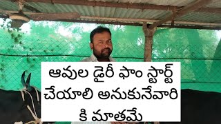 #cow #డైరీ మేము ఆవులు కొన్న ధర పాల ఉత్పత్తి పెంచిన విధానం