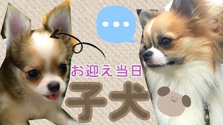 【新しい家族】子犬がやってきた！！先住犬レオンの反応は？？