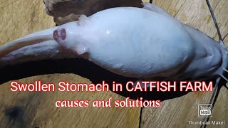 Swollen stomach in CATFISH farm causes and solutions