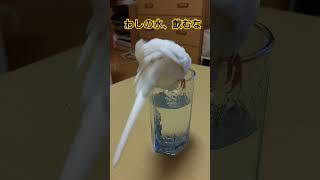 わしの水飲むな