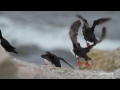 discover the puffins of seal island maine