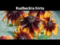 Rudbeckia hirta (Black Eyed Susan) | Introduction with growing and propagation info