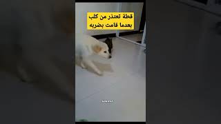 قطة تعتذر من كلب بعدما اعتقدت أنه سيأكل صغيرها