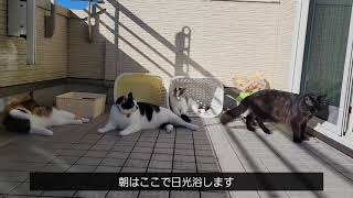 さばとらまめちゃんのあさ