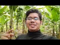 cara jaga pokok pisang