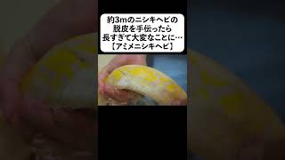 約3mのニシキヘビの脱皮を手伝ったら長すぎて大変なことに…#shorts