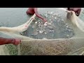 live farm fish உயிர் பண்ணை மீன்