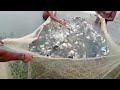 live farm fish உயிர் பண்ணை மீன்