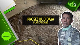 Proses budidaya Ulat Kandang