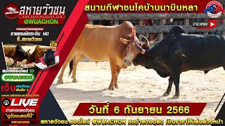 #ถ่ายทอดสดวัวชน สนามชนโคบ้านนาบินหลา วันที่ 6 กันยนยน 2566 #ถ่ายทอดสดวัวชนวันนี้ #วัวชนสด #วัวชน