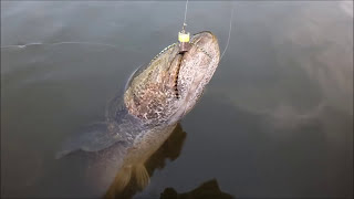 バスと草魚と雷魚とフラデバ！霞水系2016年8月15日