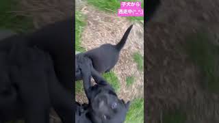 子犬🐶(黒ラブ.パピー)から逃走中〜❗️❗️