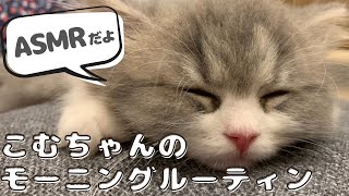 【猫のゴロゴロ（ASMR）】こむちゃんのモーニングルーティン