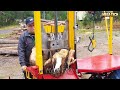 extreme dangerous fastest big chainsaw cutting tree machines tree falling on houses compilation 30