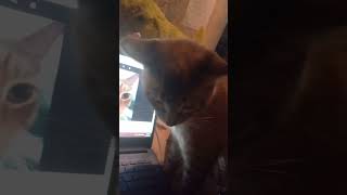 siamese cat perplexed by cat meowing on laptop