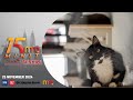 Lelaki tular ikat leher kucing, heret ditahan polis | 15 MINIT TERKINI MMTV 25 November 2024