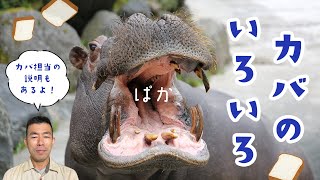 カバの生態、いろいろ 🦛