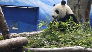 20200702 彪爸抽空陪玩水 關切圓仔頻偷窺 Giant Panda Yuan Zai