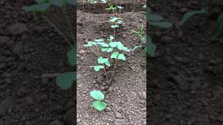 千葉在来の蕎麦畑　植え付け終了