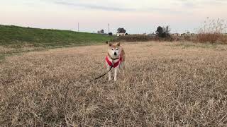 【柴犬まるも】背後から猫ちゃんがやってきました。Shiba Inu