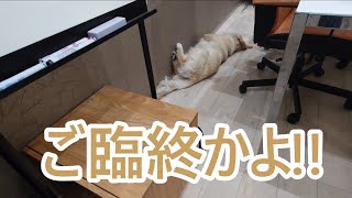 えっ！まさか！ご臨終じゃないよね。ゴールデンレトリバーの子犬ティト。