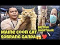 #grotto petmarket#maine coon cat sobrang ganda#British Shorthair Ni boss Bor nok super Ganda 😱👍🤩❤️