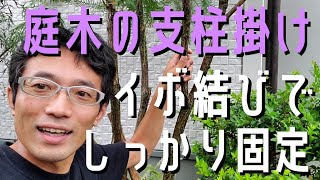 【庭木の台風対策】イボ結び(男結び)でしっかり固定しよう