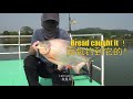 【fishingshare】在batangsi casting钓到切蛋魚！（雪兰莪钓鱼场） pacu caught in batangsi casting！fishing pond selangor