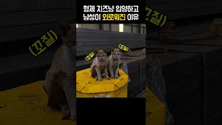 고양이 3마리됐는데 더 외로워진 남성