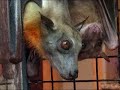 egyptian fruit bat eating fig