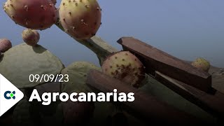 Agrocanarias Tv | ep.31 - 09/09/23