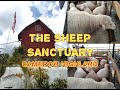 The Sheep Sanctuary, #cameronhighlands