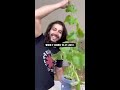 how to grow watermelons from seed creative explained