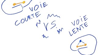 Gestion des émotions pour les nuls (principe de base!!!) - Psykonnaissance #3