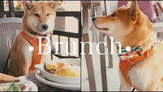 周末Fun！带柴柴去咖啡厅吃早午餐|Have Brunch With My Shiba Inu