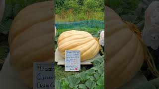 Day 66 of Giant Pumpkin on a scale! #lizzo #superbowl