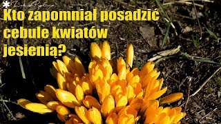 Kto zapomniał wsadzić cebule tulipanów jesienią?